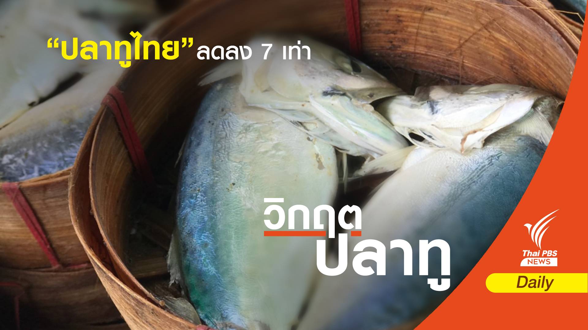  “ปลาทูไทย” ลดลง 7 เท่า 