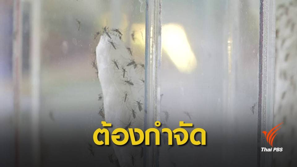 ไม่คุมแหล่งเพาะพันธุ์ยุงลาย จำคุก 3 เดือน ปรับ 2.5 หมื่นบาท