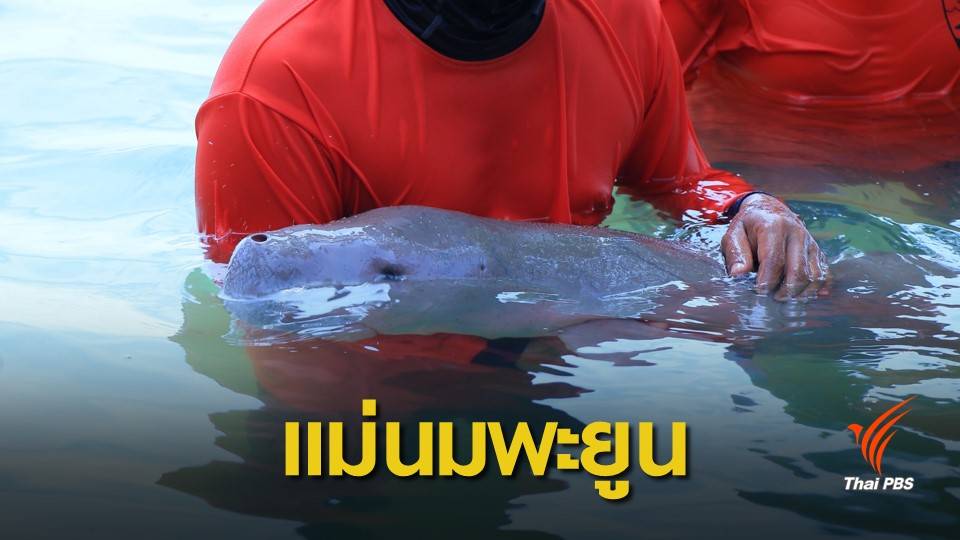 ตัวแรก! "มาเรียม" ลูกพะยูนที่มีมนุษย์เป็นแม่นมเลี้ยงจริงในทะเล