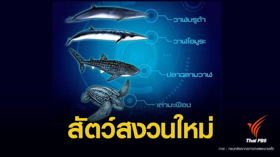 27 ปีที่รอคอย "4 สัตว์ทะเล" บรรจุกฎหมายสัตว์ป่าฉบับใหม่ 