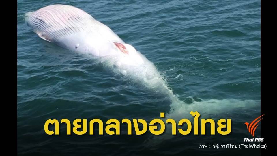 วาฬบรูด้า ตายกลางทะเลอ่าวไทย