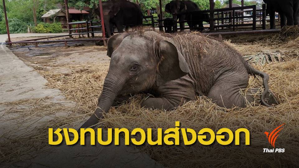 “นิกร” เสนอชะลอระเบียบส่งออกช้าง