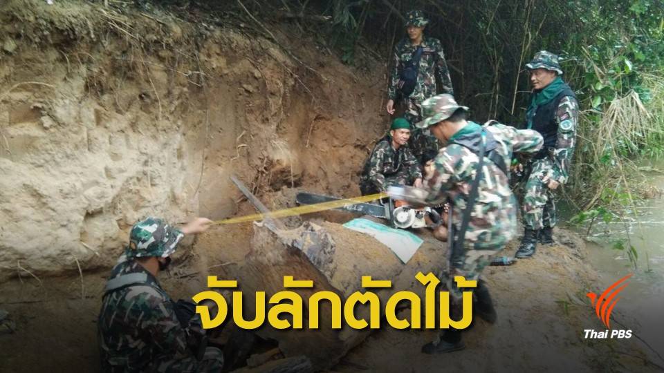 ปะทะเดือด กองกำลังติดอาวุธลอบตัด "ไม้หวงห้าม" กลางป่าไทย