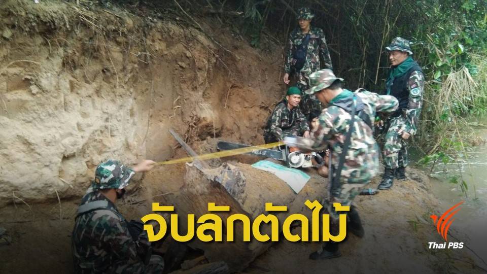 ปะทะเดือด กองกำลังติดอาวุธลอบตัด "ไม้หวงห้าม" กลางป่าไทย 