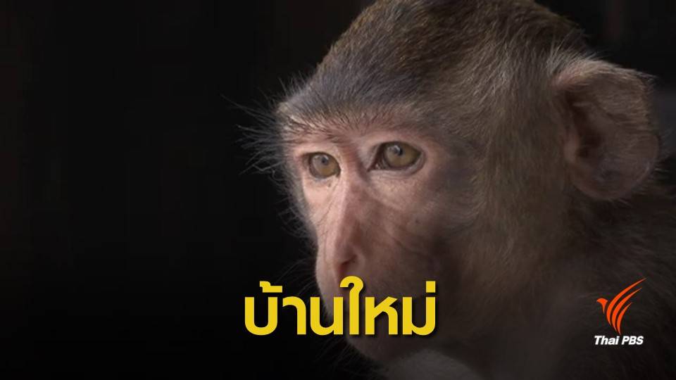 สำรวจสวนลิง บ้านใหม่ "เจ้าจ๋อลพบุรี" ถูกปล่อยร้าง