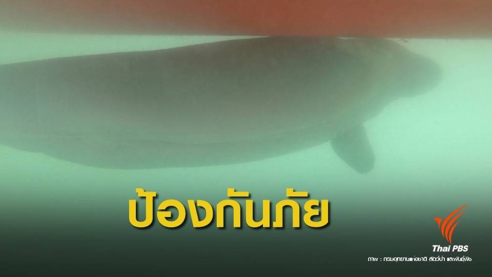 เตรียมแผนอนุบาลพะยูน "มาเรียม" ช่วงมรสุม