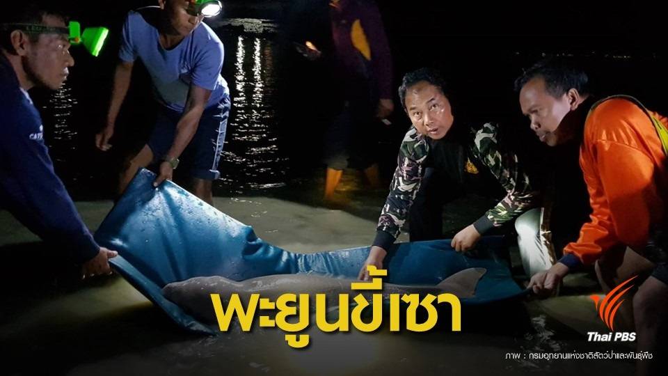 "มาเรียม" พะยูนน้อยขี้เซา หลับเพลินเกยตื้นทุกวัน