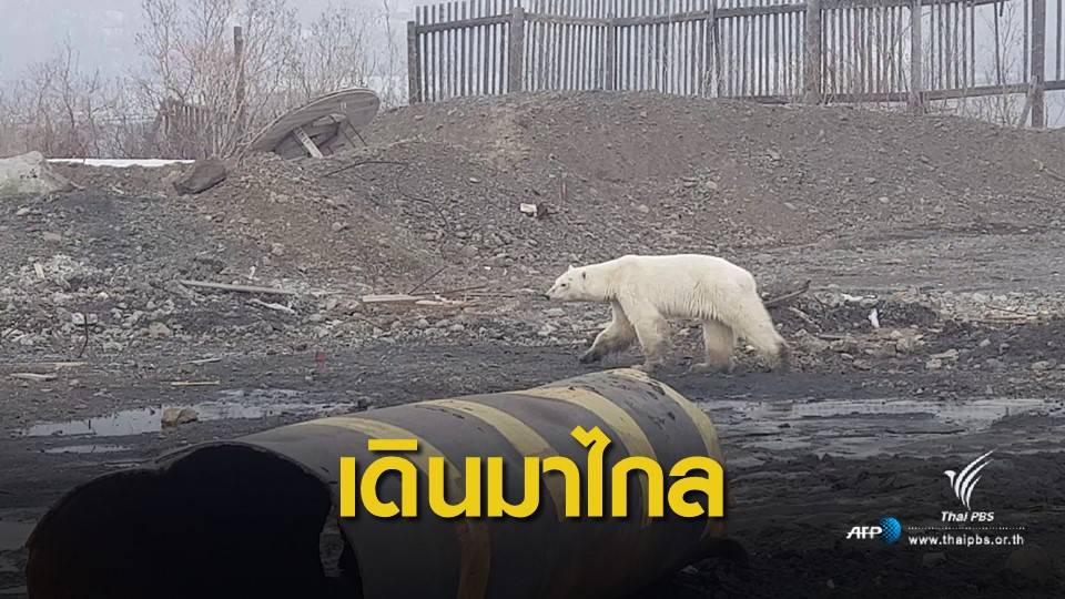 หมีขั้วโลกรุกเขตเมืองรัสเซีย ผู้เชี่ยวชาญคาดอาจหลงทาง