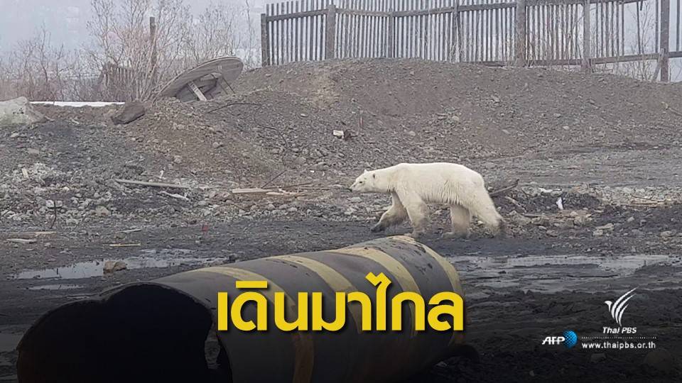 หมีขั้วโลกรุกเขตเมืองรัสเซีย ผู้เชี่ยวชาญคาดอาจหลงทาง