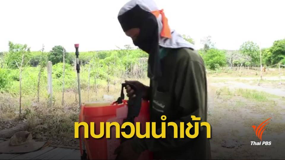 "ไบโอไทย" เรียกร้องรัฐบาลใหม่ทบทวนนำเข้ายาฆ่าหญ้า