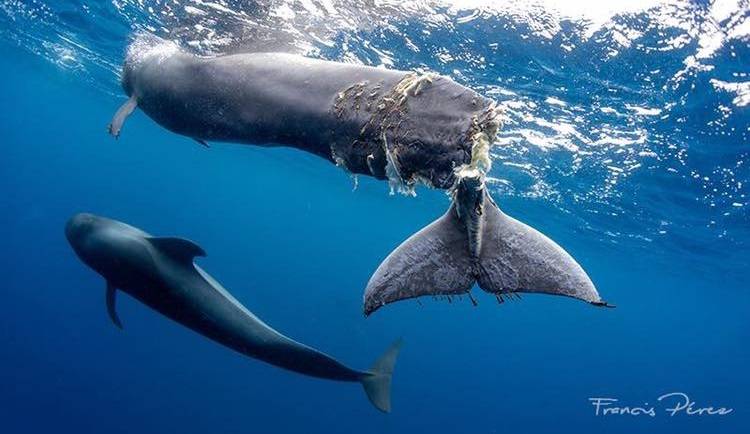 ภาพสะเทือนใจช่วยชีวิต "วาฬนำร่อง" ที่สเปนถูกเรือตัดหางขาด