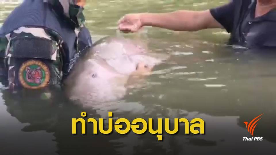 ดูพื้นที่ทำบ่ออนุบาลพะยูนมาเรียมช่วงมรสุม