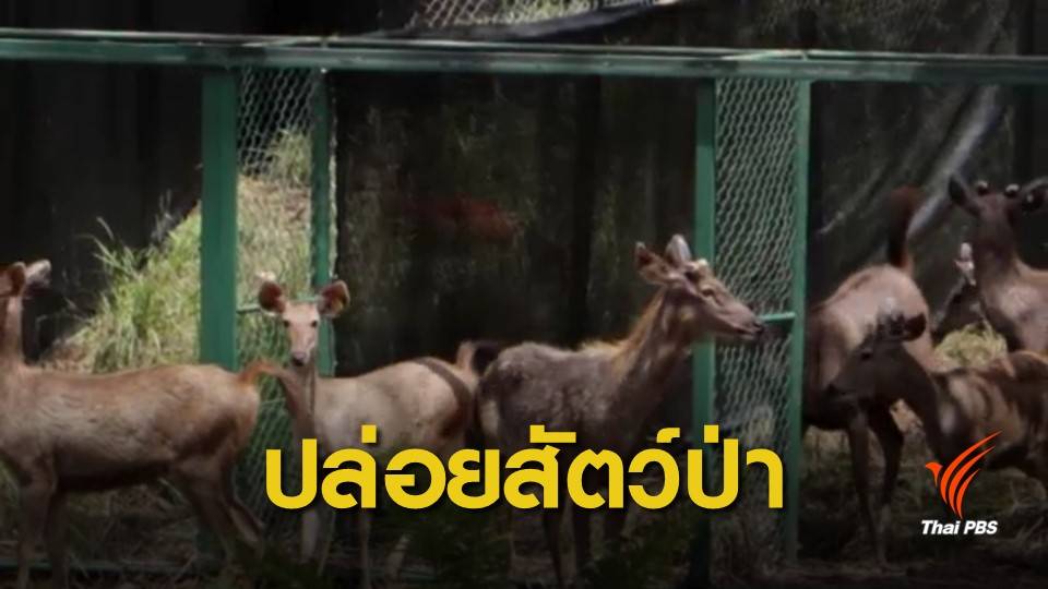 ปล่อยสัตว์ป่าคืนสู่ธรรมชาติเฉลิมพระเกียรติ