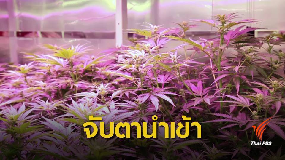 ไบโอไทยจับตา อย.เล็งนำเข้า "ยากัญชา" จากบริษัทต่างชาติ