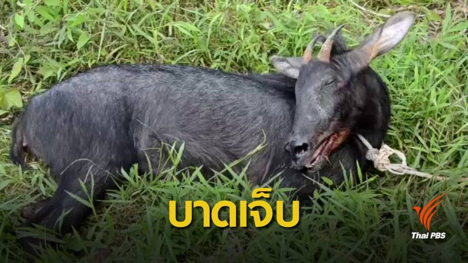 พบ "เลียงผา" บาดเจ็บสาหัส คาดตกจากรถยนต์แอบมาปล่อย