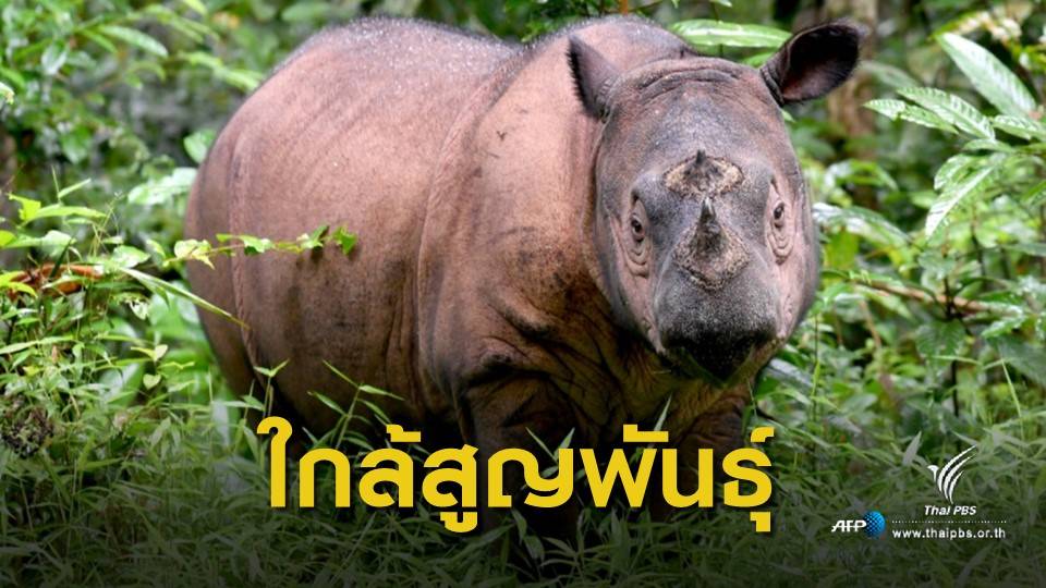 "แรดสุมาตรา" เพศผู้ตัวสุดท้ายในมาเลเซียตายแล้ว