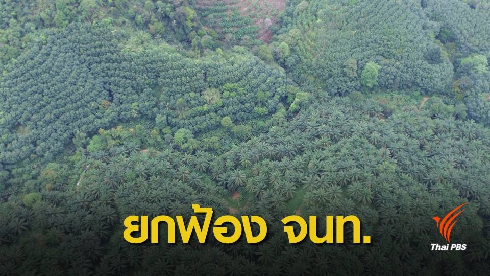 ยกฟ้อง 15 จนท.กรมอุทยานฯ คดีจับ บ.ปาล์มไทยรุกป่า 2,600 ไร่