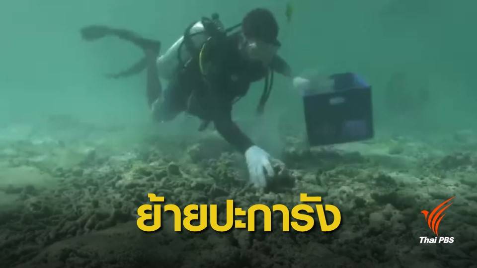 ย้ายปะการังจากแหล่งอนุบาล "อ่าวมาหยา" กว่า 23,000 ชิ้น