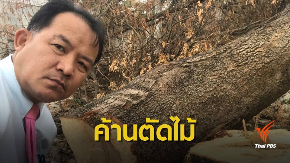 "ศรีสุวรรณ" คัดค้านตัดต้นไม้ขยายถนนจันทบุรี-สระแก้ว