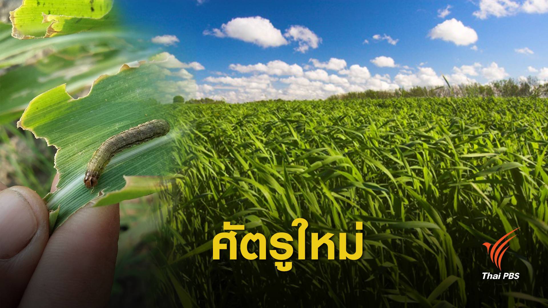 วิกฤต "หนอนกระทู้" อุปสรรคจีนสู้สงครามการค้าสหรัฐฯ