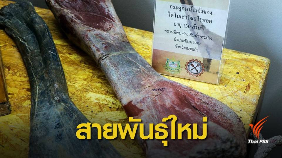 สุสานไดโนเสาร์ "ซอโรพอด" อายุ 130 ล้านปีในอ่างเก็บน้ำพระปรง