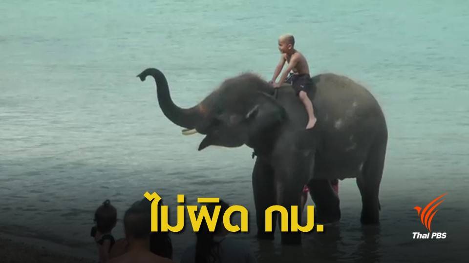 ปางช้างรอด ! ไม่เจอปะการังพัง คลิปทัวร์พาช้างเล่นน้ำทะเลภูเก็ต