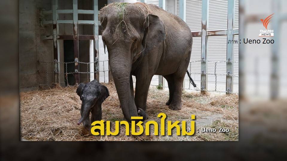 ข่าวดี "พังอุทัย" ช้างไทย ตกลูกที่สวนสัตว์ในญี่ปุ่น