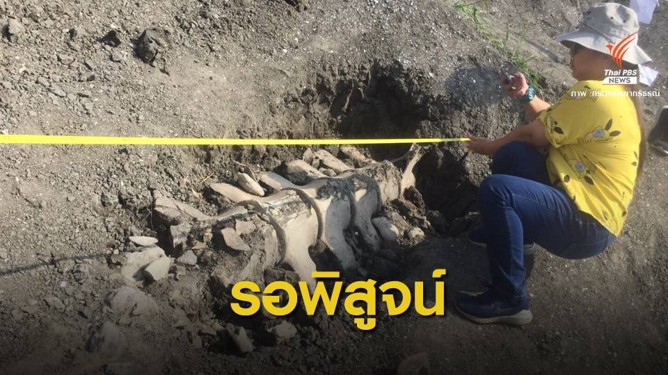 คาด 15 วันเก็บกู้โครงกระดูกวาฬโบราณสมุทรสาคร