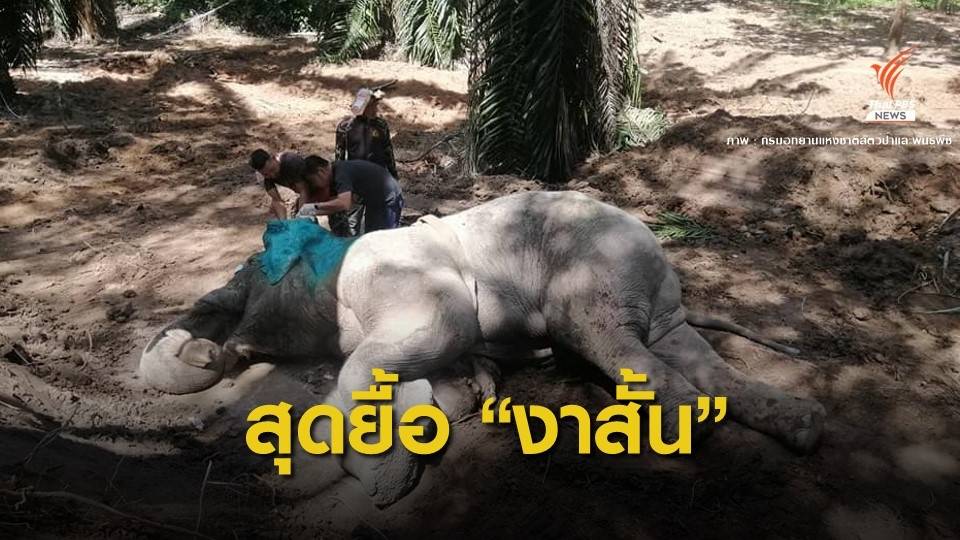 สุดยื้อ! ช้างงาสั้นตายแล้ว-พบแผลขาบวมติดเชื้อ
