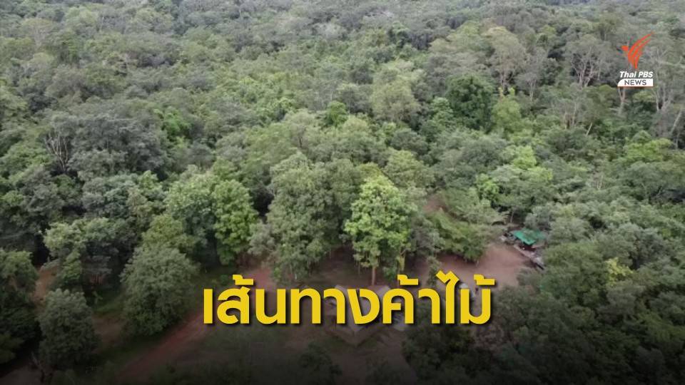 THE EXIT : ค้าไม้พะยูงข้ามชาติ ตอน 2