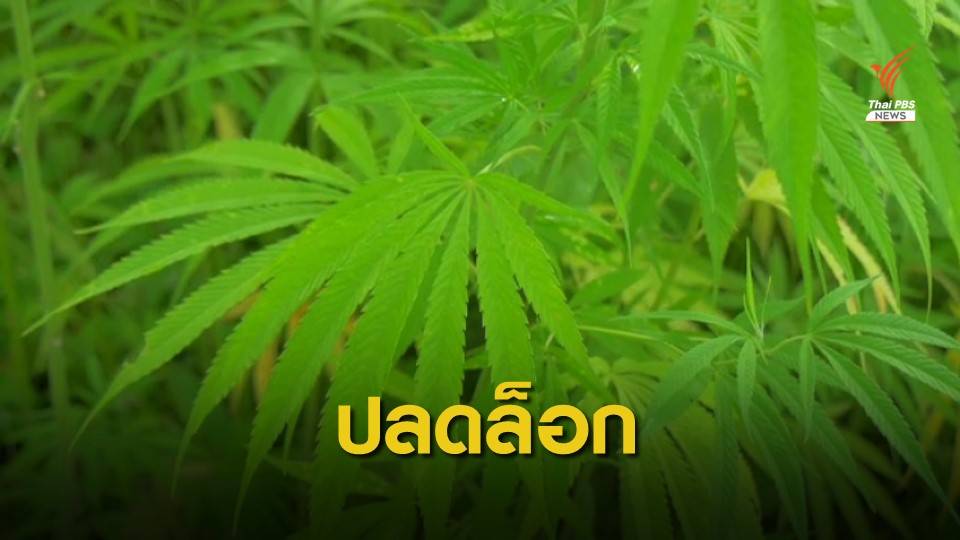 ข่าวดี! ปลดล็อก "กัญชง" พ้นยาเสพติด
