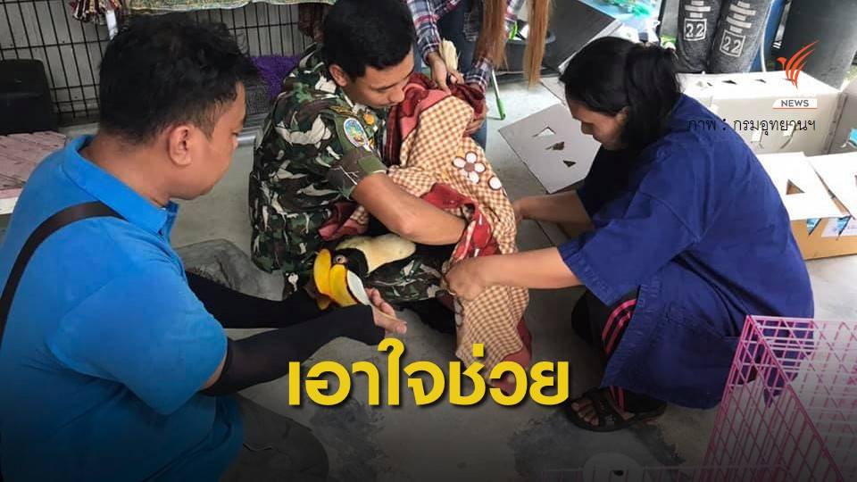ส่ง "นกเงือก" ถูกยิงเจ็บสาหัส รักษาที่ชลบุรี