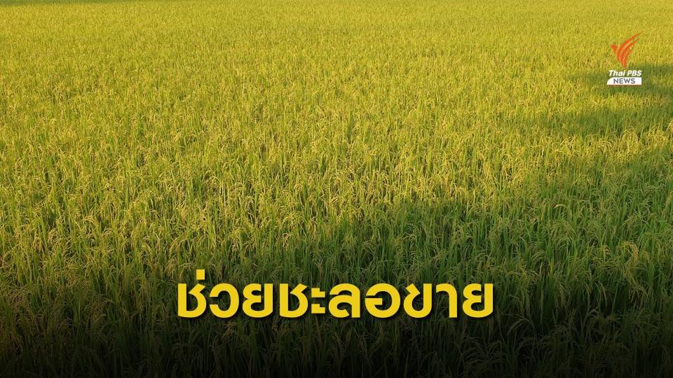 ธ.ก.ส.เปิดโครงการสินเชื่อชะลอขายข้าวเปลือก ฟรีดอกเบี้ย 5 เดือน