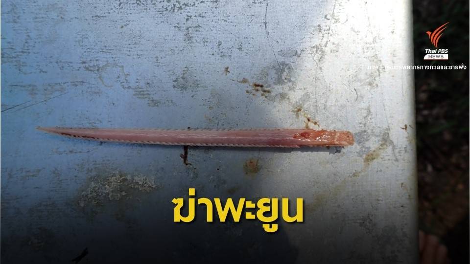 สลด! พะยูนตรังตายตัวที่ 3 พิษเงี่ยงปลากระเบน