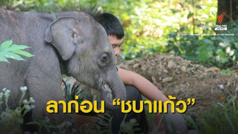 "ชบาแก้ว" ลูกช้างป่าขวัญใจชาวโซเชียลตายแล้ว