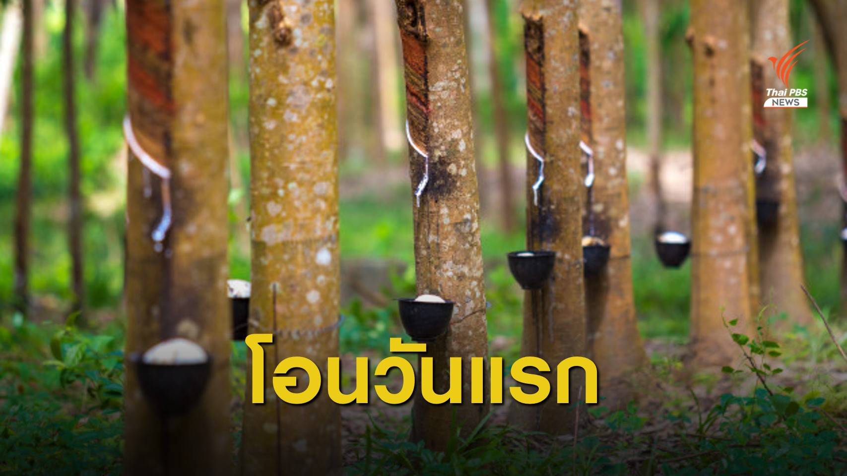 ดีเดย์! ธ.ก.ส.โอนเงินประกันรายได้เกษตรกรชาวสวนยาง เฟส 2