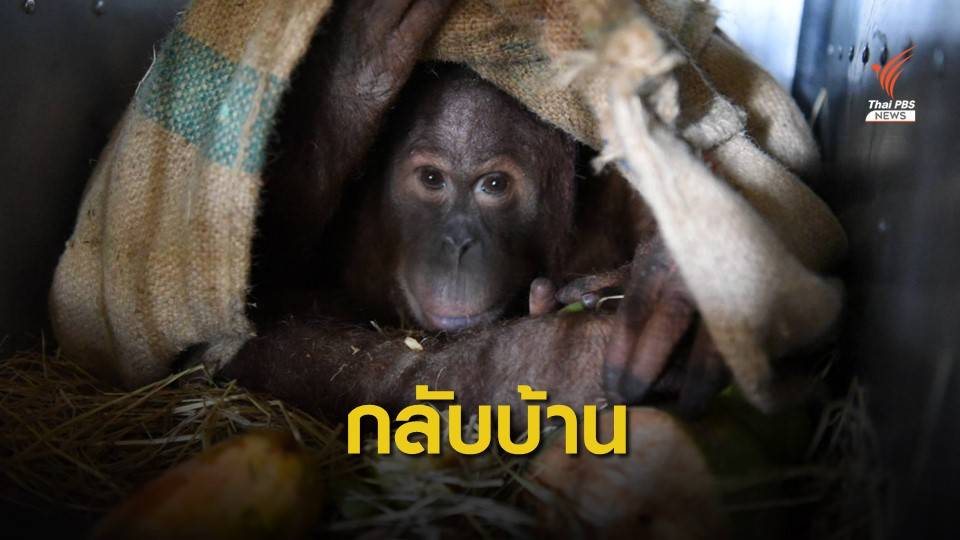 ส่งคืน "นาตาลี- อุ๋งอิ๋ง" ลิงอุรังอุตังกลับอินโดนีเซีย