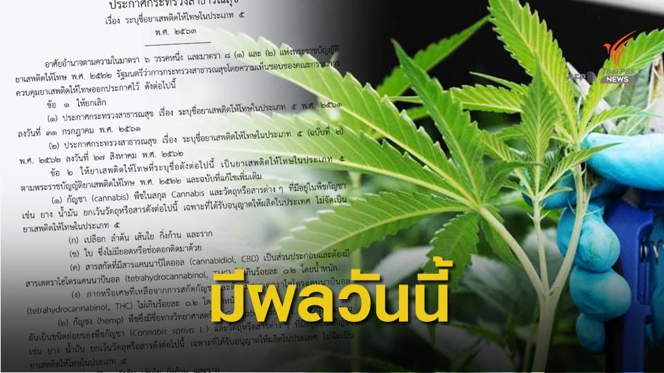 ปลดล็อก "กัญชา" หลายส่วนไม่ถือเป็นยาเสพติด