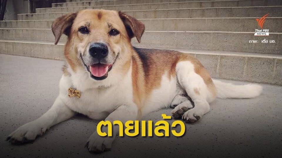 เศร้า! "เตี้ย มช." สุนัขแสนรู้วิ่งขึ้นดอยตายแล้ว