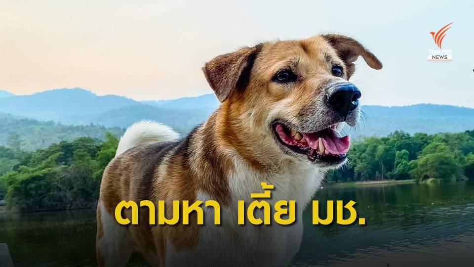 2 วันยังหาไม่เจอ "เตี้ย มช." สุนัขเซเลบหายไป ตั้งรางวัล 10,000 บาท