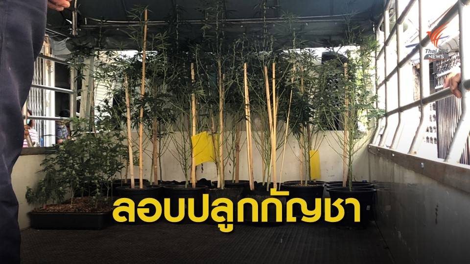 บุกรวบแก๊งลอบปลูกกัญชา-ส่งเดลิเวอรี่ให้ลูกค้า กทม.
