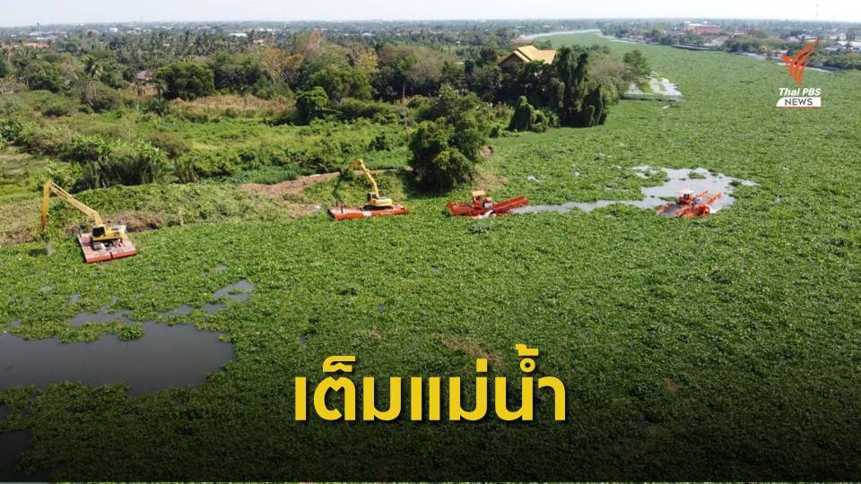 ผักตบชวาแน่นเต็มแม่น้ำท่าจีน กระทบชาวบ้านสัญจรทางเรือ