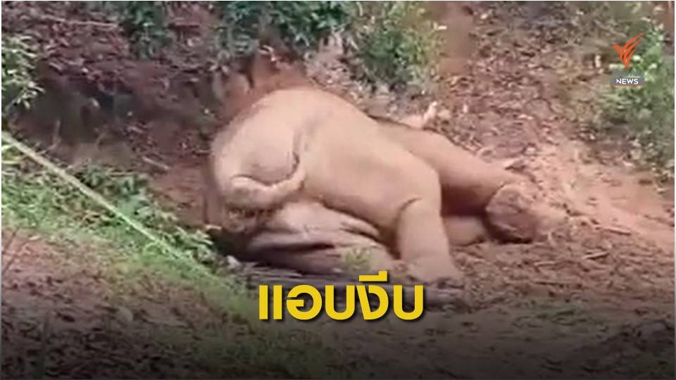 น่ารัก! ภาพหายาก "ช้างป่าเขาใหญ่" กินอิ่มนอนหลับสบายใจ