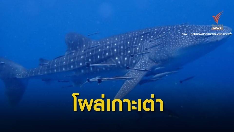 สยบข่าวทะเลพัง "ฉลามวาฬ" ว่ายโชว์ทีมสำรวจทะเลเกาะเต่า