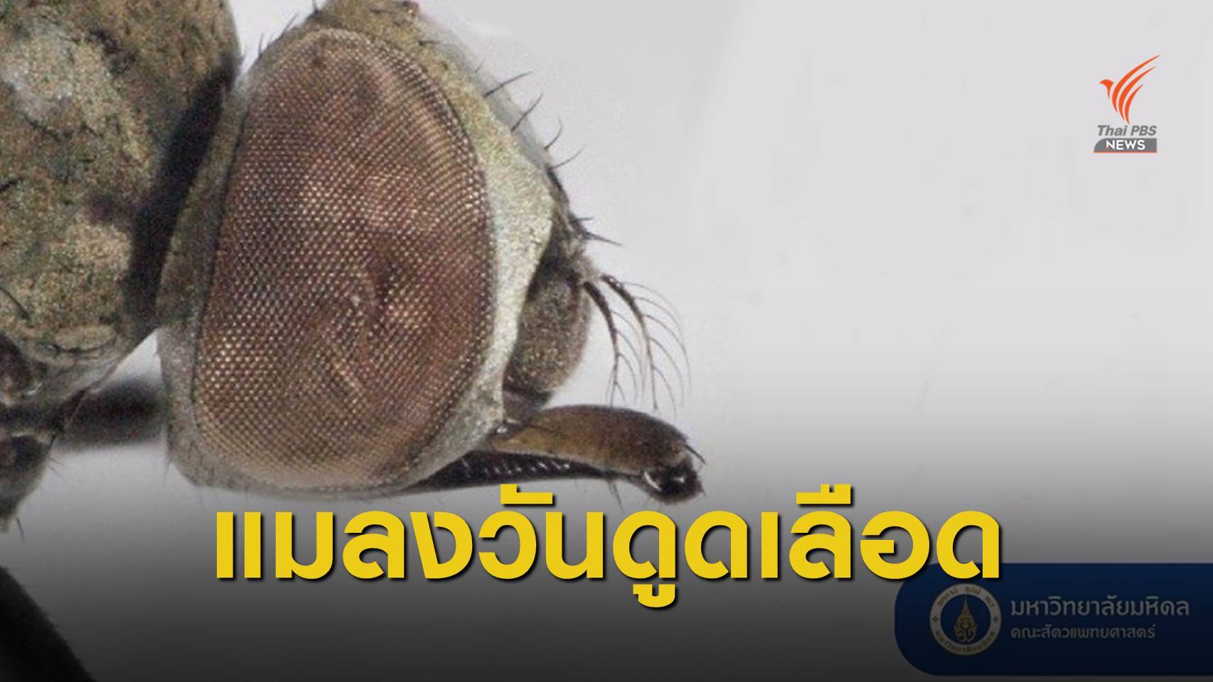 แปลก! ม.มหิดล ค้นพบ "แมลงวันดูดเลือด" ชนิดใหม่ของโลก