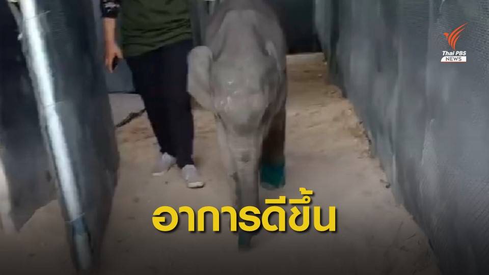อาการดีขึ้น "ลูกช้างป่า" พลัดหลง เตรียมแผนปล่อยเข้าฝูง