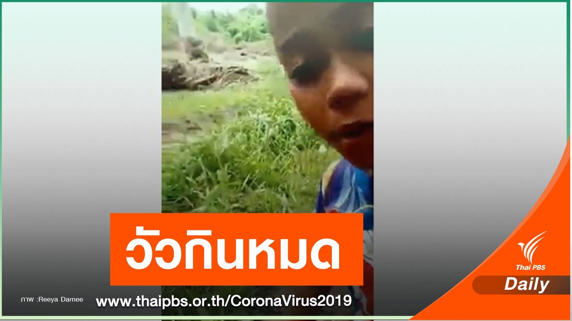 โซเชียลอมยิ้ม"น้องฟารุส" อัดคลิปตามหาวัวกินผักบุ้ง