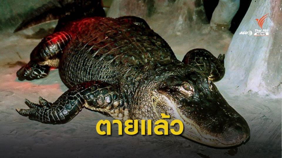 จระเข้ยุคสงครามโลกครั้งที่ 2 ตายในรัสเซีย