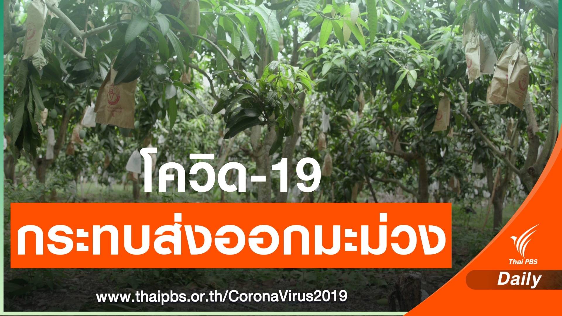 มะม่วงมากกว่า 3 หมื่นตัน โดนพิษโควิด-19 ไม่สามารถส่งออกได้