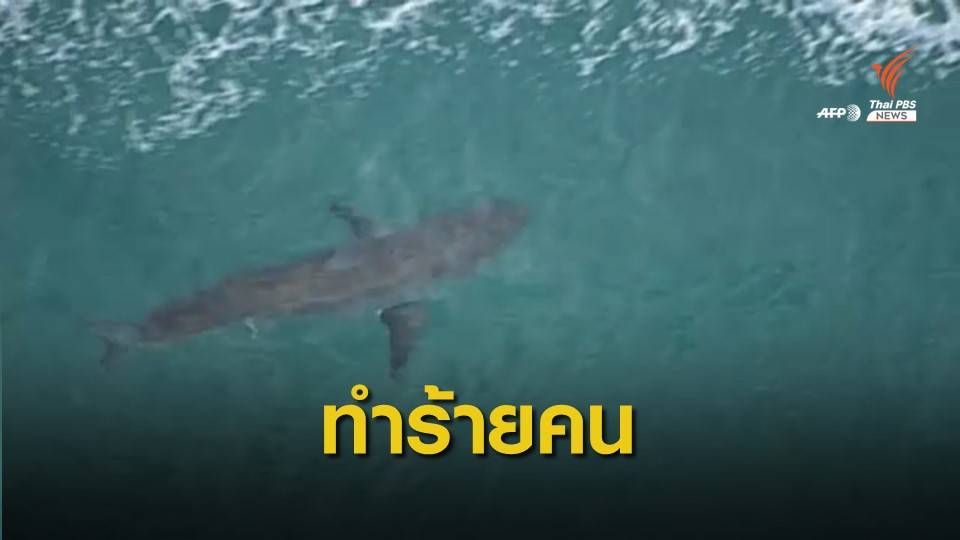 "ฉลาม" ในออสเตรเลียทำร้ายนักโต้คลื่นเสียชีวิต